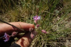Geranium linearilobum