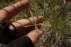 Geranium linearilobum