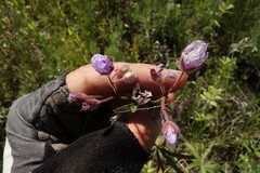 Geranium linearilobum