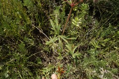 Geranium linearilobum