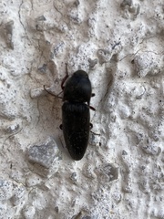 Elateridae