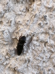 Elateridae