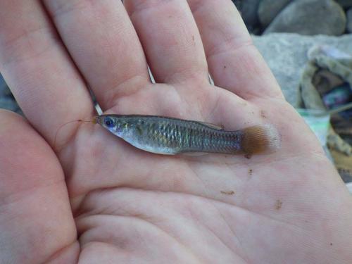 Barred livebearer (Poeciliopsis turrubarensis) — Poeciliidae — 3