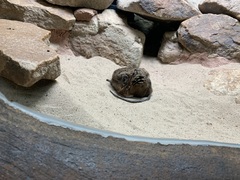 Macroscelides proboscideus