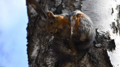 Sciurus vulgaris