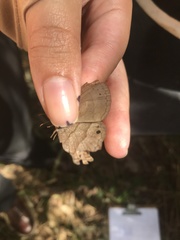 Pharneuptychia phares