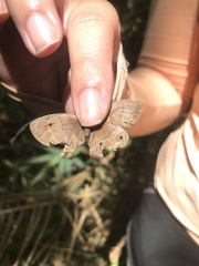 Pharneuptychia phares