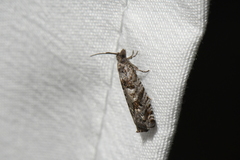 Pseudexentera vaccinii