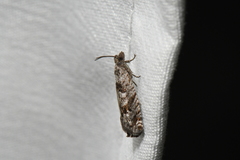 Pseudexentera vaccinii