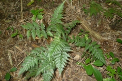 Polystichum oculatum