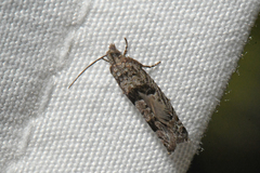 Pseudexentera vaccinii