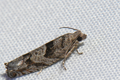 Pseudexentera vaccinii