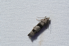 Pseudexentera vaccinii