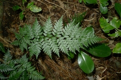 Polystichum oculatum