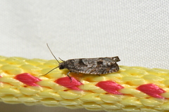 Pseudexentera vaccinii