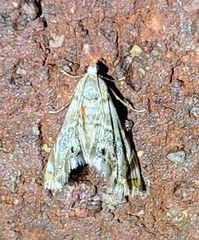 Eoparargyractis irroratalis