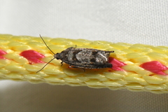 Pseudexentera vaccinii