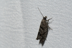 Pseudexentera vaccinii