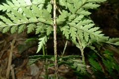 Polystichum oculatum