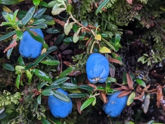 Gaultheria trichophylla