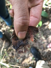 Charaxinae