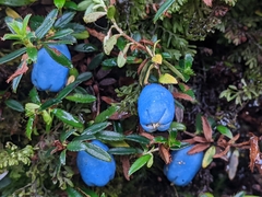 Gaultheria trichophylla