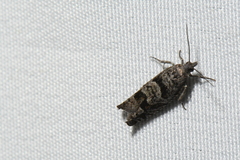 Pseudexentera vaccinii