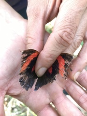 Charaxinae