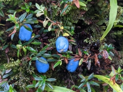 Gaultheria trichophylla