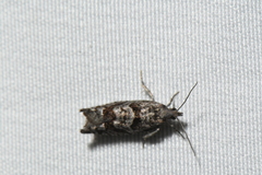 Pseudexentera vaccinii