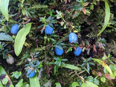 Gaultheria trichophylla