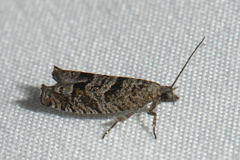 Pseudexentera vaccinii