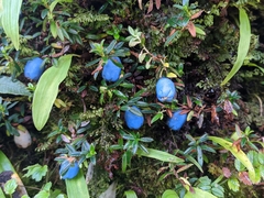 Gaultheria trichophylla