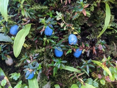 Gaultheria trichophylla