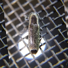 Adetus fuscoapicalis