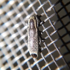 Adetus fuscoapicalis