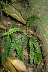 Blechnum membranaceum