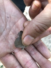 Cissia phronius