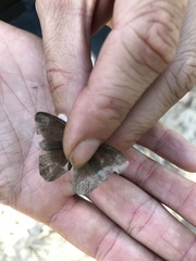 Cissia phronius