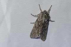 Brachionycha borealis