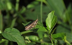 Catantops melanostictus