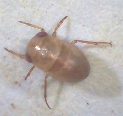 Neoplea striola