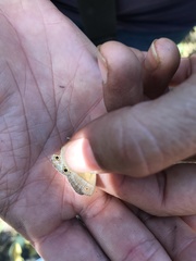 Pharneuptychia phares