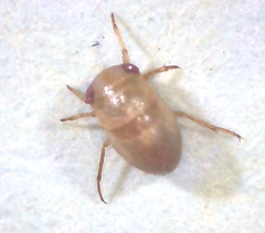 Neoplea striola