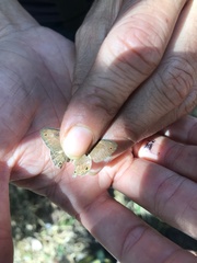 Pharneuptychia phares