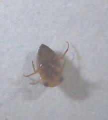 Neoplea striola