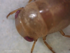 Neoplea striola