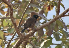 Acridotheres tristis