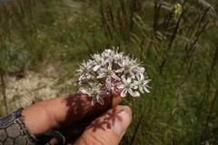 Allium tulipifolium