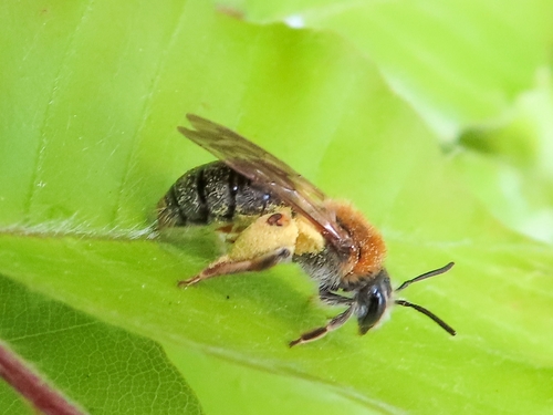 Early Mining Bee, 9742 JC Groningen, Netherlands, photo 9 of 10